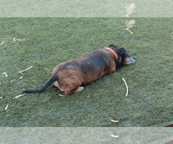 Medium Photo #3 American Staffordshire Terrier-Dachshund Mix Puppy For Sale in Chandler, AZ, USA