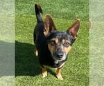 Small #1 Chihuahua Mix