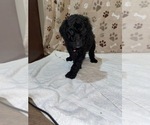 Small Photo #20 Poodle (Standard) Puppy For Sale in RALEIGH, NC, USA