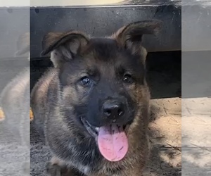 German Shepherd Dog Puppy for sale in PURVIS, MS, USA