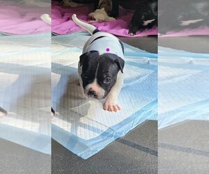 American Staffordshire Terrier Puppy for sale in AKRON, OH, USA