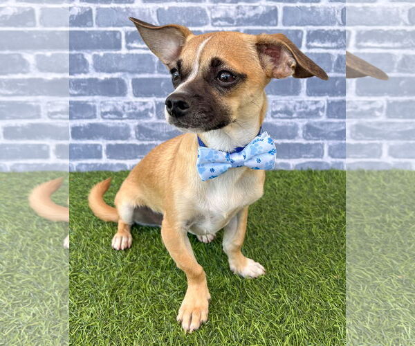 Medium Photo #2 Chug Puppy For Sale in Corona, CA, USA