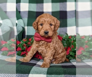 Goldendoodle (Miniature) Puppy for sale in OXFORD, PA, USA