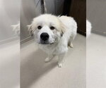 Small Great Pyrenees