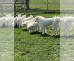 Small Photo #14 Great Pyrenees Puppy For Sale in MONEE, IL, USA