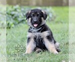 Small German Shepherd Dog