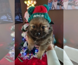 Yoranian Puppy for sale in CRANSTON, RI, USA