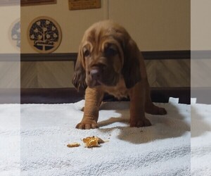 Bloodhound Puppy for sale in HUDSON, FL, USA