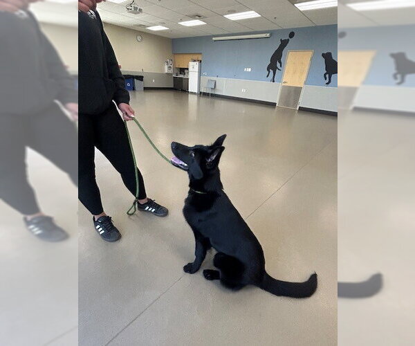 Medium Photo #7 German Shepherd Dog Puppy For Sale in Cupertino, CA, USA