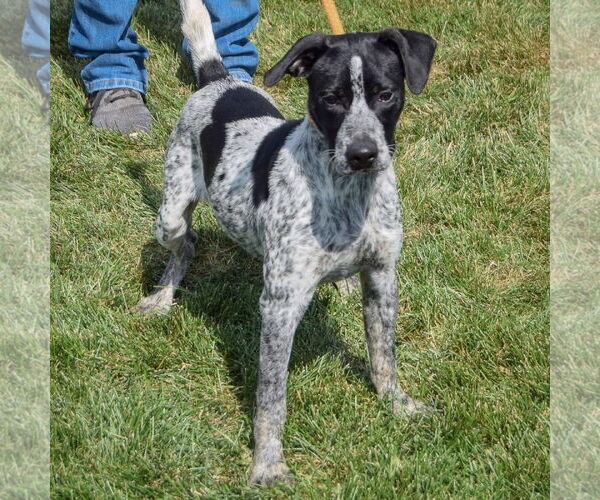 Medium Photo #3 Beagle-Unknown Mix Puppy For Sale in Huntley, IL, USA