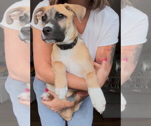 Boxer-Unknown Mix Dogs for adoption in Germantown, OH, USA