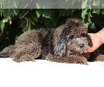 Small #5 Bernedoodle (Miniature) (+ Poodle Miniature)
