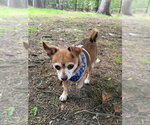 Small #2 Chihuahua