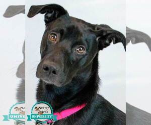 Sheprador Dogs for adoption in Kennesaw, GA, USA
