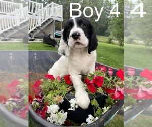 English Setter-English Springer Spaniel Mix Puppy for sale in Swan Hills, Alberta, Canada