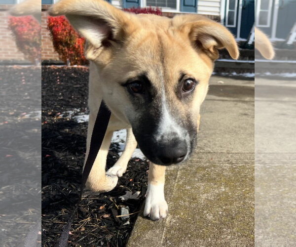 Medium Photo #4 Anatolian Shepherd-Chihuahua Mix Puppy For Sale in Cuyahoga Falls , OH, USA