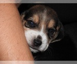 Small Photo #3 Beagle Puppy For Sale in RED OAK, OK, USA