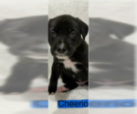 Small #5 Labrador Retriever Mix