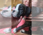 Small #2 Boxer