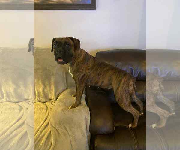 Medium Photo #3 Boxer Puppy For Sale in Woodbury, MN, USA
