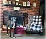 Small #1 Labrador Retriever Mix