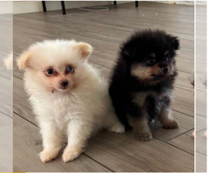 Miniature Spitz Puppy for sale in SANTA CLARA, CA, USA