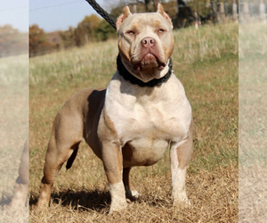 Mother of the American Bully puppies born on 01/26/2022