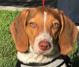 Medium Beagle
