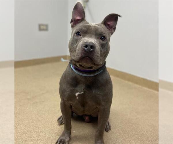 Medium Photo #1 American Pit Bull Terrier Puppy For Sale in Aurora, CO, USA