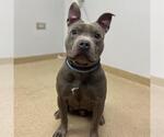 Small American Pit Bull Terrier