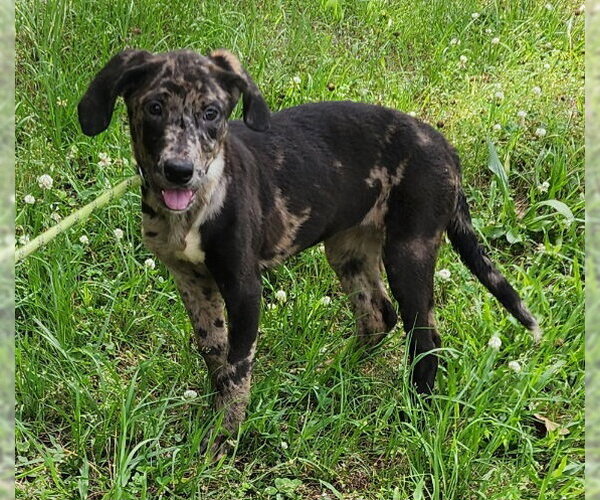 Medium Photo #2 Catahoula Leopard Dog-Labrador Retriever Mix Puppy For Sale in Wetumpka, AL, USA