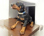 Puppy White Collar Doberman Pinscher