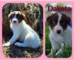 Puppy Dakota Border Collie