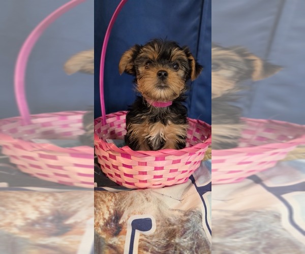 Medium Photo #5 Yorkshire Terrier Puppy For Sale in HUNTSVILLE, AL, USA