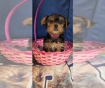 Small #4 Yorkshire Terrier