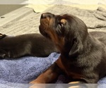 Small #12 Doberman Pinscher