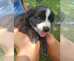 Small Photo #2 Australian Shepherd Puppy For Sale in HARRISONBURG, VA, USA
