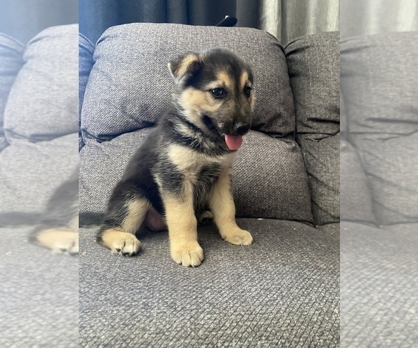 Medium Photo #3 German Shepherd Dog Puppy For Sale in YUCCA VALLEY, CA, USA
