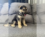 Small #2 German Shepherd Dog