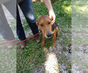 Doberman Pinscher-German Shepherd Dog Mix Dogs for adoption in Frenchburg, KY, USA