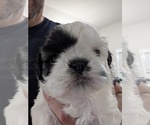 Puppy Chloe Shih Tzu