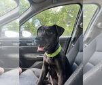 Small #9 Labrador Retriever Mix