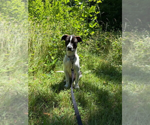 Medium Photo #8 Mutt Puppy For Sale in Candler, NC, USA