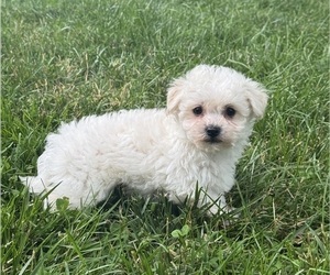 Bichpoo Puppy for sale in CANOGA, NY, USA