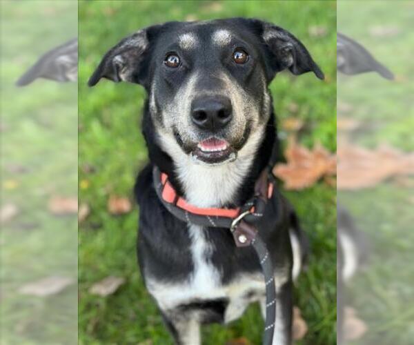Medium Photo #2 Border Collie-Unknown Mix Puppy For Sale in Woodland, CA, USA