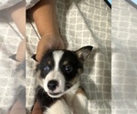 Puppy Puppy 7 Lefty Pembroke Welsh Corgi