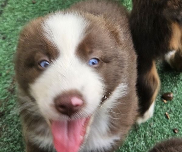 Medium Photo #8 Australian Shepherd Puppy For Sale in NELSON, VA, USA