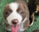 Small Photo #8 Australian Shepherd Puppy For Sale in NELSON, VA, USA