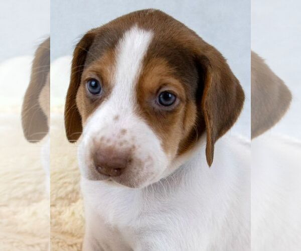 Medium Photo #1 Mutt Puppy For Sale in Kennesaw, GA, USA