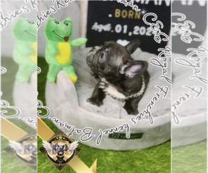 French Bulldog Puppy for Sale in ATHENS, Georgia USA